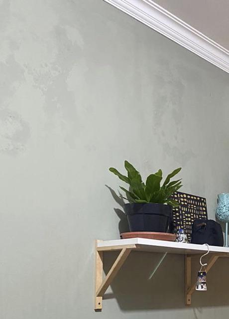 Tanaman Kadaka Lasagna