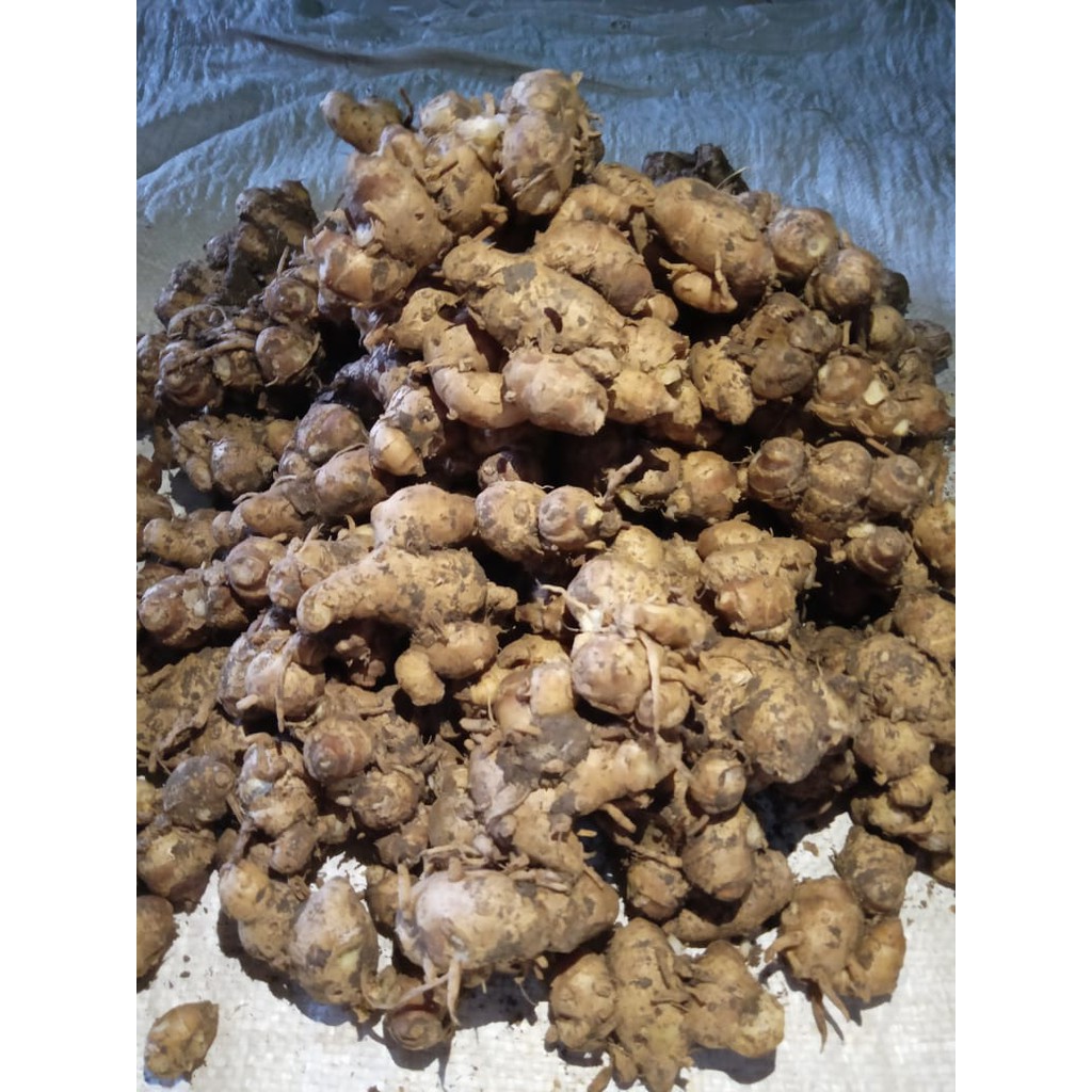 KENCUR 250g MURAH TUA SEGAR ALAMI [COD]