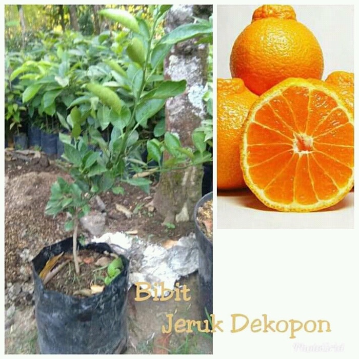 BIBIT JERUK DEKOPON OKULASI
