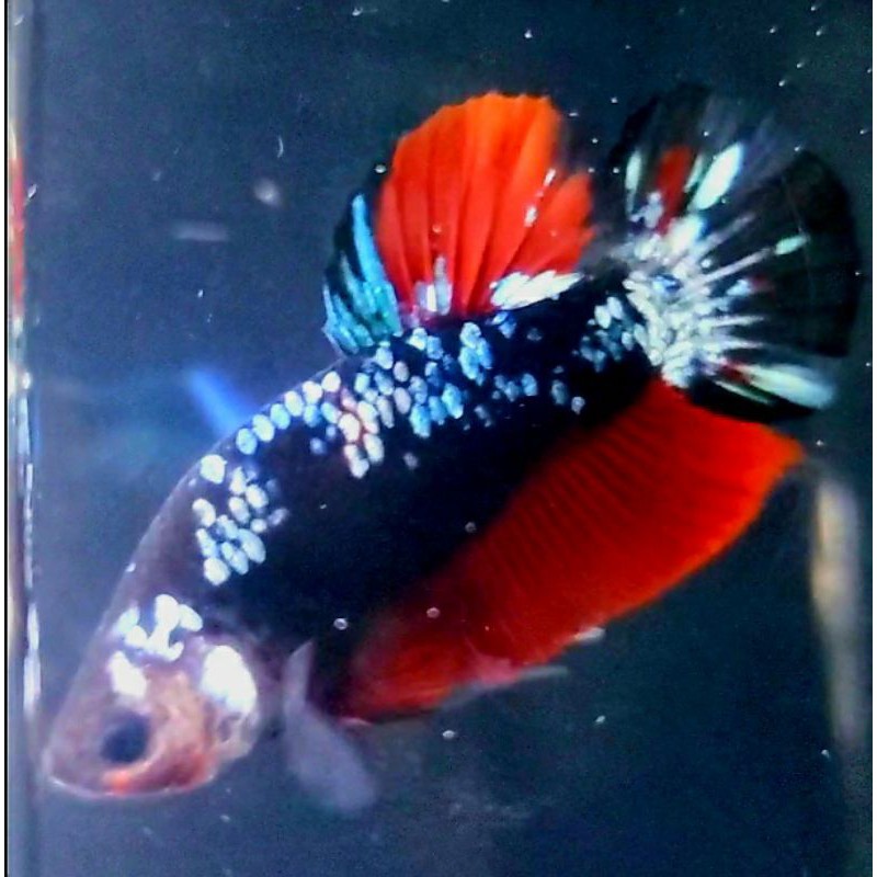 Cupang Avatar Gordon Rintik Sepasang / Sepair / 1 Pair / Size L