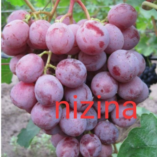Bibit anggur import nizina