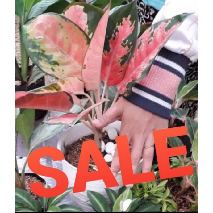 Tanaman hias Aglonema Red Kochin indukan Mewah  promo