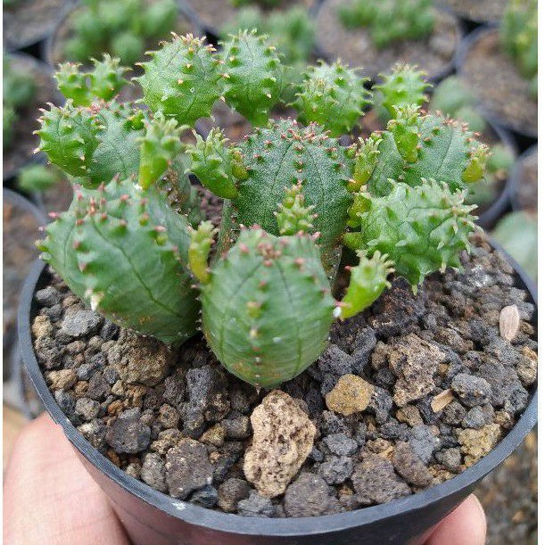 Euphorbia globosa claster