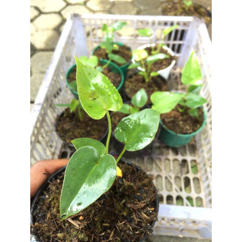 Anthurium Corong Variegata Sortir Dewasa