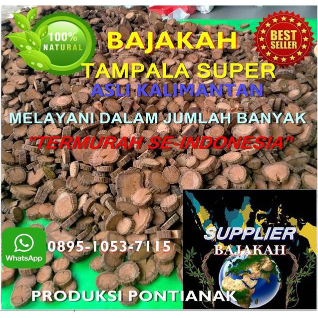 

BAJAKAH TAMPALA SUPER ASLI KALIMANTAN MINIMAL ORDER 10KG-100KG TERMURAH