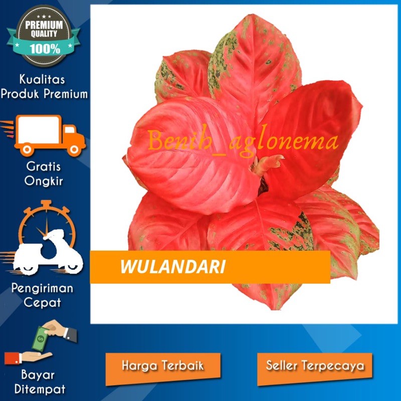 promo bonggol aglonema wulandari bunga aglonema bonggol wulandari