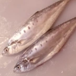 

Ikan Kue Talang 1Kg