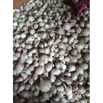 

NIZ Bawang Putih Tunggal / Lanang LOKAL 500 Gram⋆ (Terkini)Diskon ➭