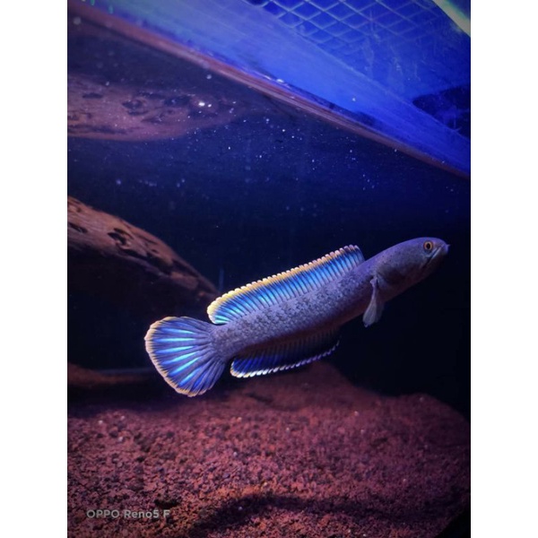 BabyLimbata cb 3cm rim tebal