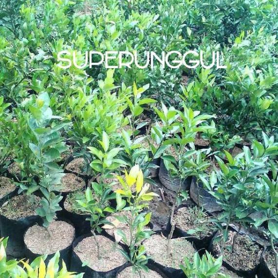 

Saleϟfast Bibit jeruk mandarin super manis