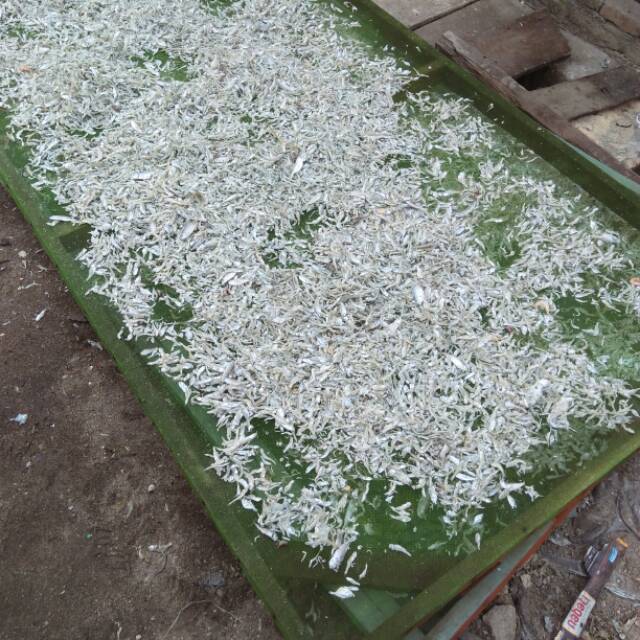 

Teri peto kualitas super