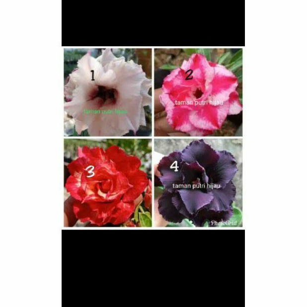 Jual Paket Jenis Tanaman Hias Kamboja Japanese Adenium Bunga Tumpuk