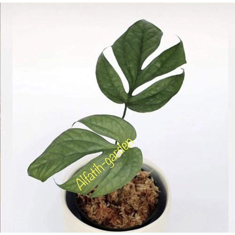 amydrium medium silver