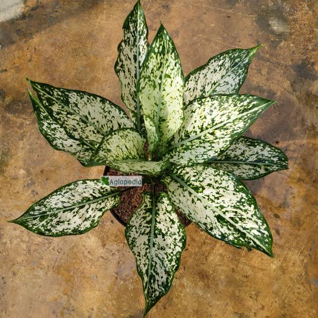 Aglaonema Snow White
