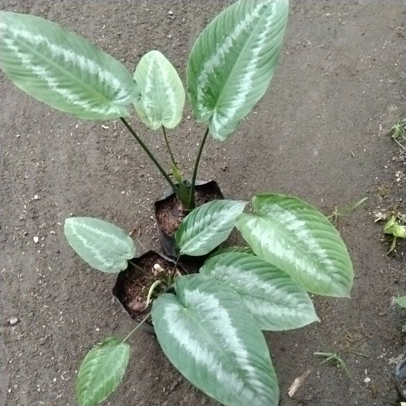 difen Andromeda lokal