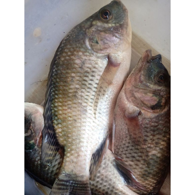 

IKAN NILA KECIL (1KG)