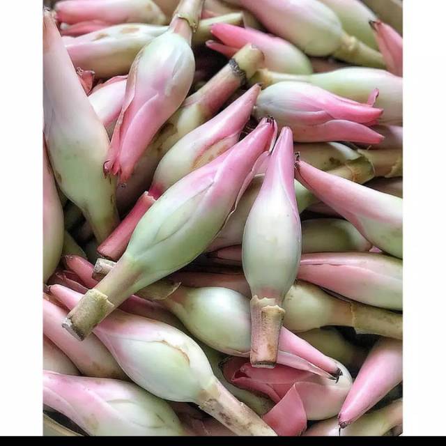 

Kecombrang