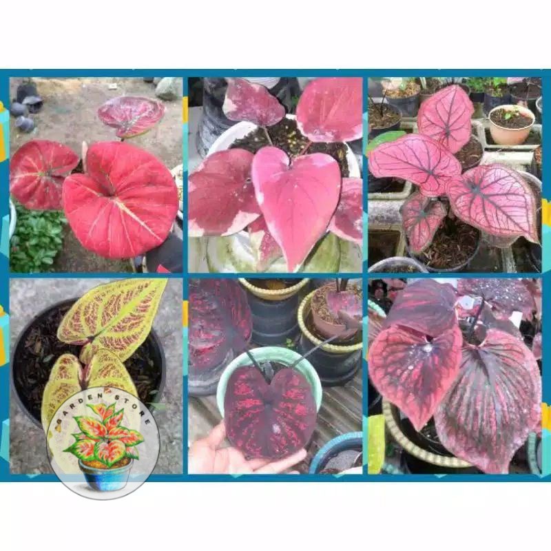 PROMO paket 6 bonggol caladium // keladi hias