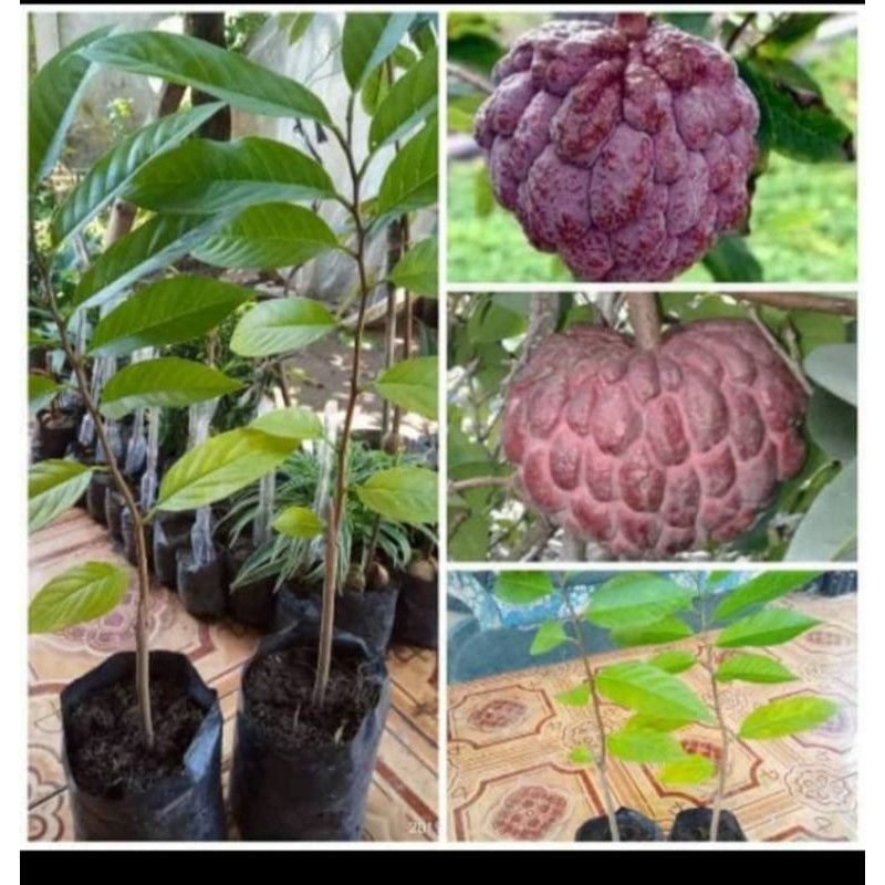 bibit srikaya merah super