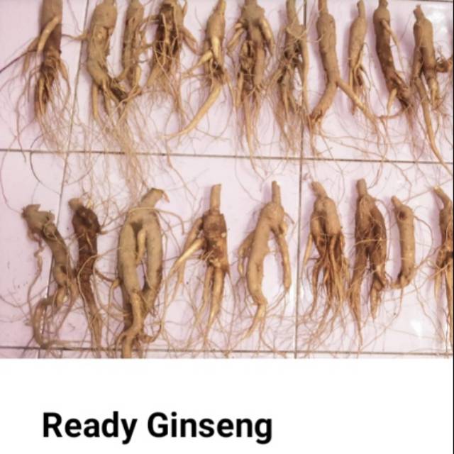 

Ginseng