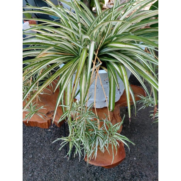 Spider Plant ( lily spider)