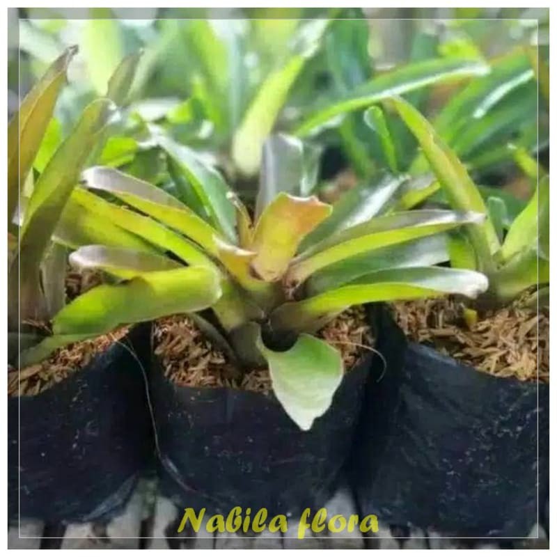 Tanaman hias bromelia - bromelia murah