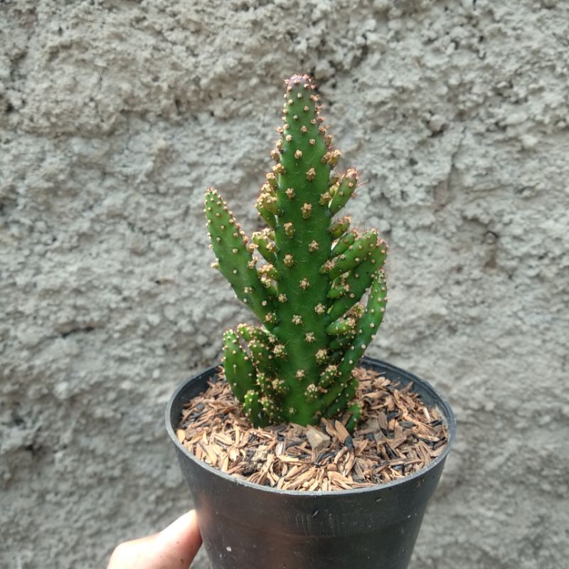 Opuntia Monacantha | Kaktus | D 10cm