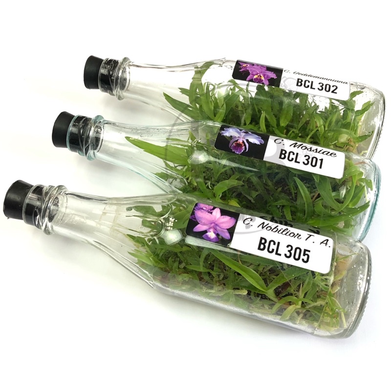 Anggrek Cattleya Botolan | Bibit Anggrek Cattleya dalam botol | Anggrek koleksi