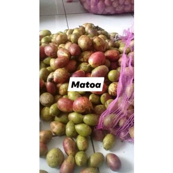 

Pasti Murah KZ67O GROSIR BUAH MATOA SEGAR 1KG 43 Terlaku.