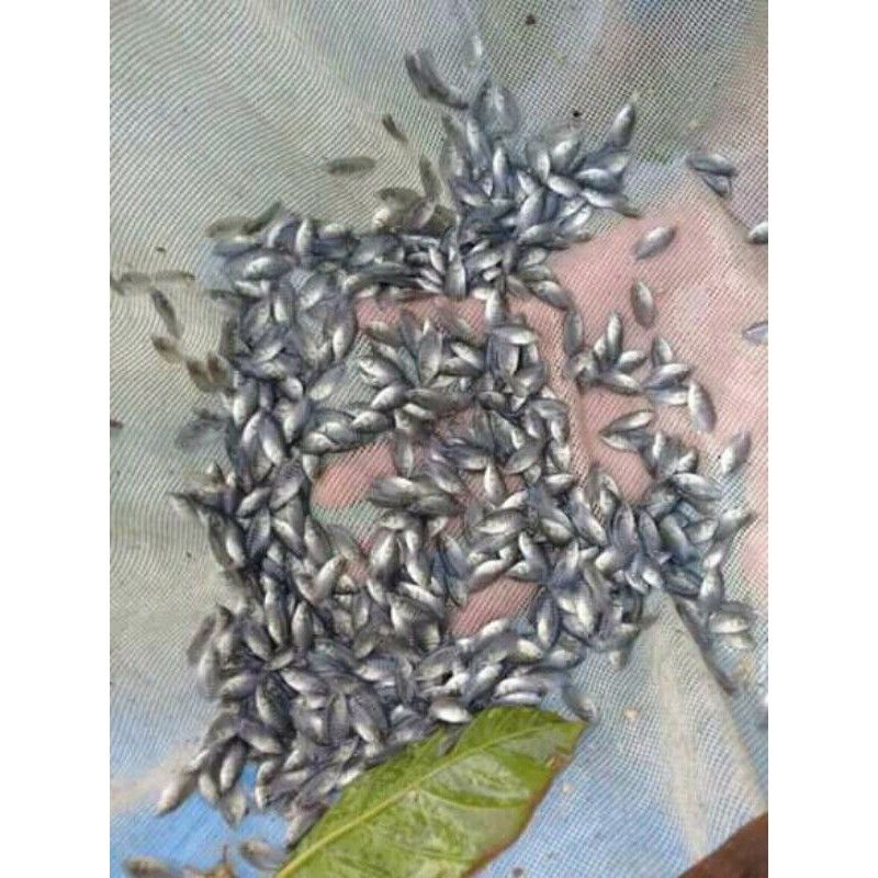 

bibit ikan gurame paket (50 ekor)