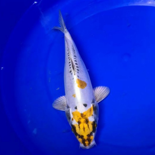 ikan koi aragoke kin kikokuryu asal blitar AK01