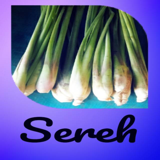 

Sereh merah