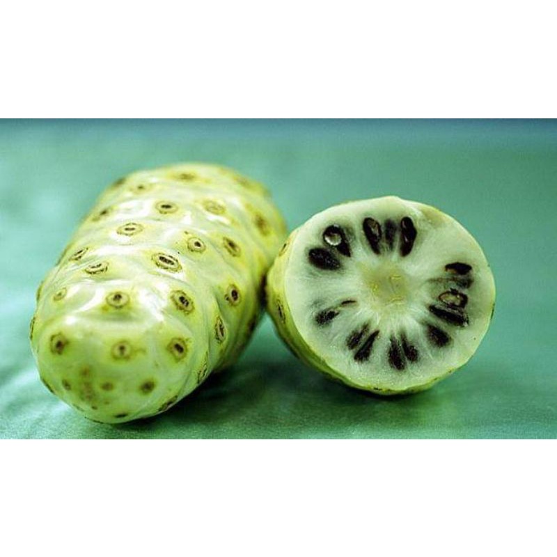

buah mengkudu segar 1 kg