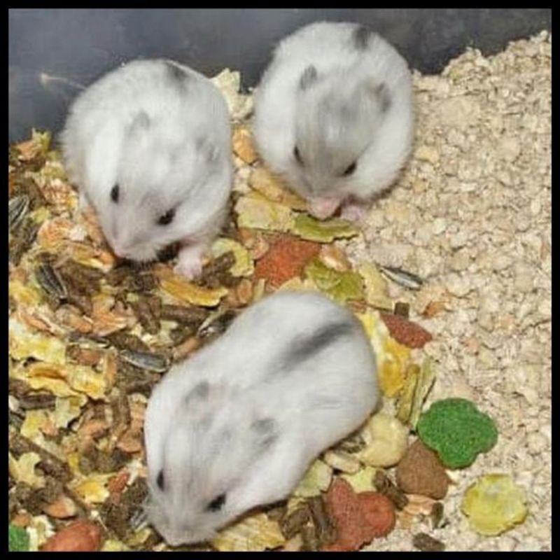 Hamster Winter White JINAK Kirim Seluruh INDONESIA LUAR KOTA BISA AMAN Segala Usia Jinak Murah Bekal dan Makanan