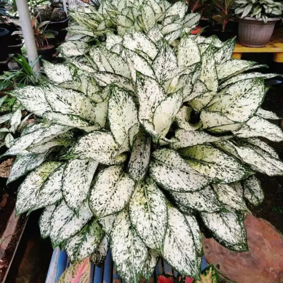 TANAMAN HIAS AGLONEMA SNOW WHITE TANAMAN AGLONEMA MURAH DAUN RIMBUN