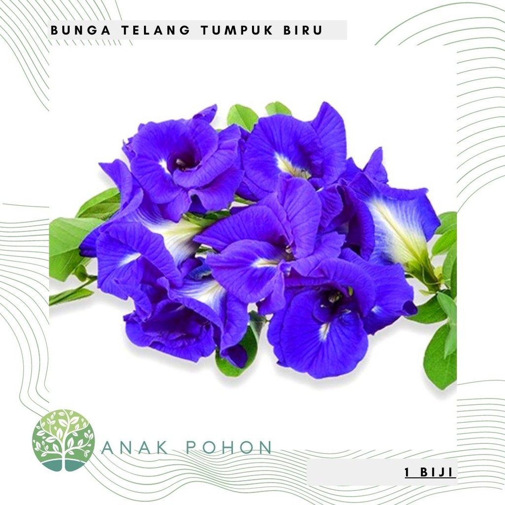 Benih Bibit Biji - Bunga Telang Biru Tumpuk / Butterfly Pea Double Layer