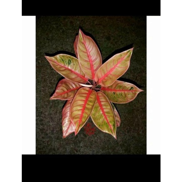 promo bonggol aglonema veronica golden