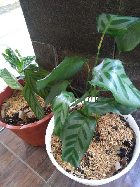 Tanaman Hias Calathea Sentosa