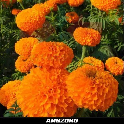 

Benih Bunga Marigold Maharani 10 Seeds