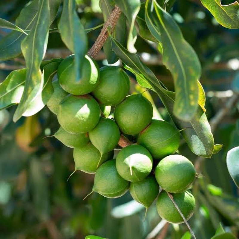 Benih Bibit Biji - Macadamia Nut Makadamia Bava Bafa Nuts (Benih Masih Ada Cangkang) Kacang Sultan Termahal di Dunia - FRESH SEEDS