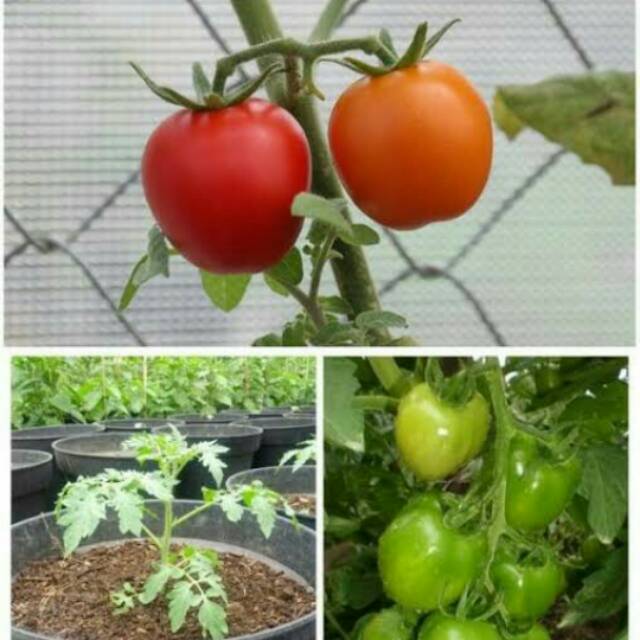 POHON TOMAT cery dan pohon tomat lainnya