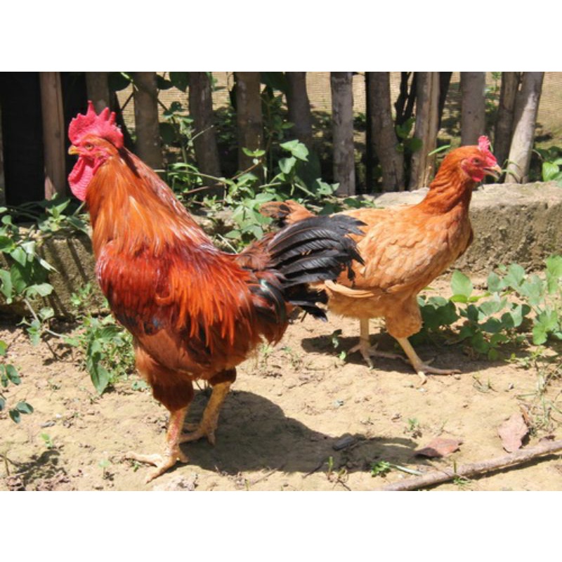TELUR FERTIL AYAM MERAWANG AYAM PEDAGING DAN  PETELUR UNTUK DI TETASKAN