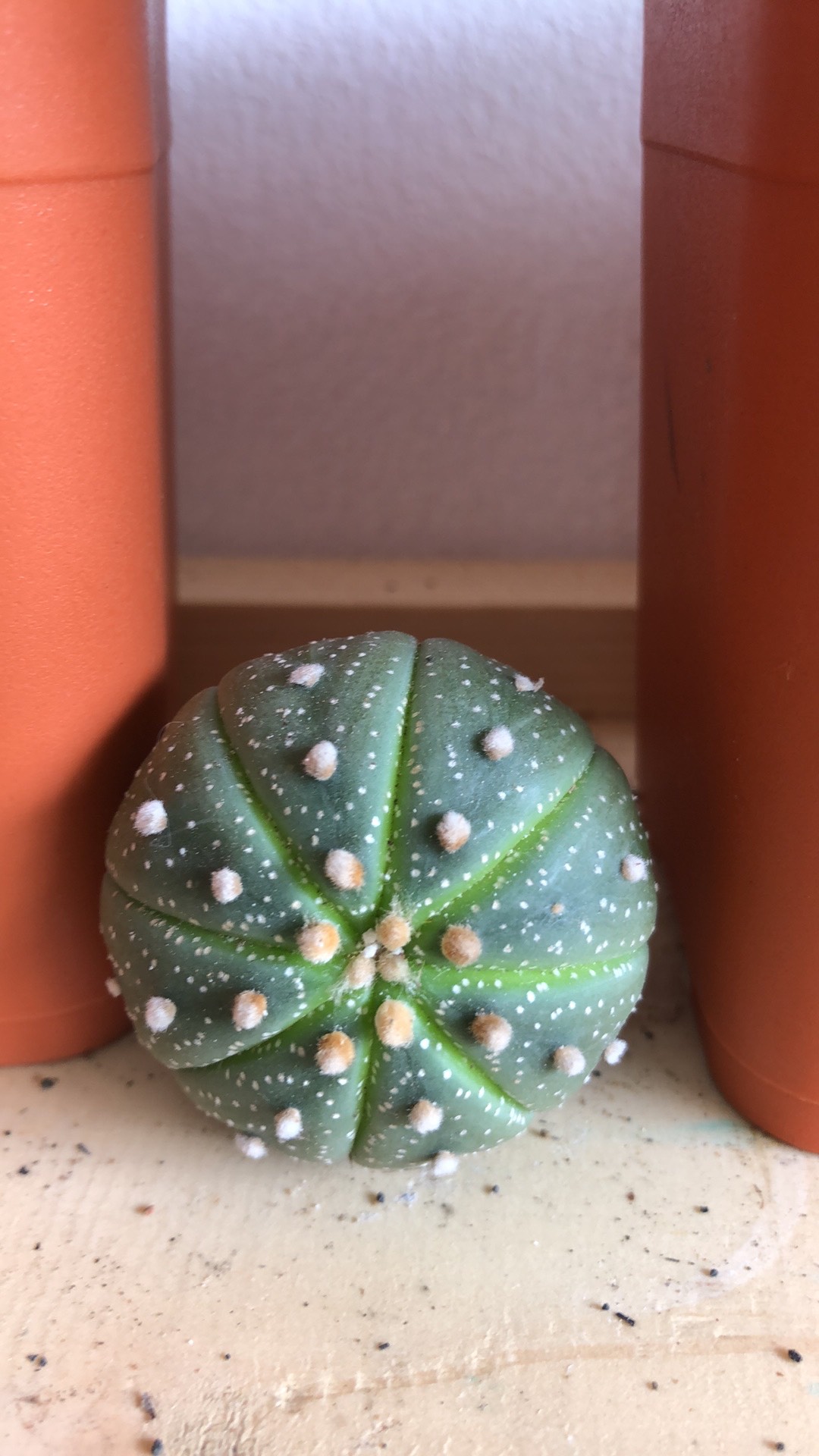 Astrophytum Asterias Starshape Double Head