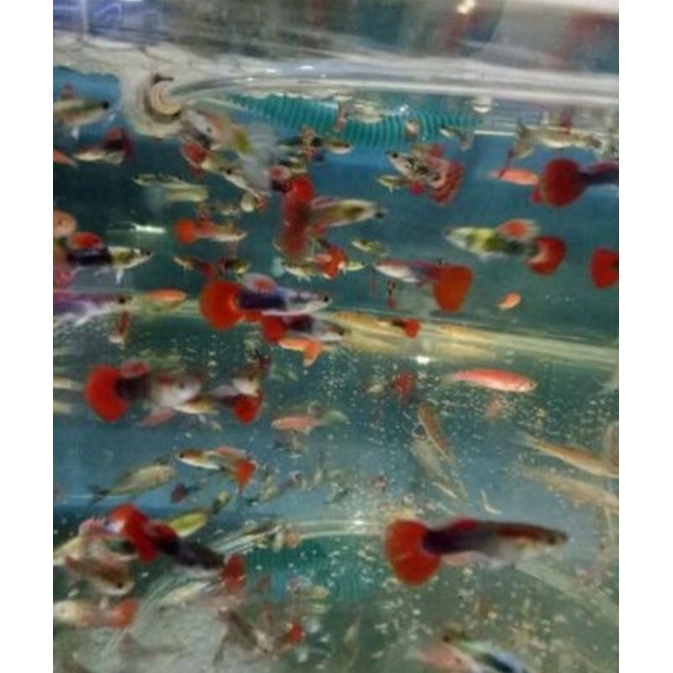 ikan Guppy cendolan murah
