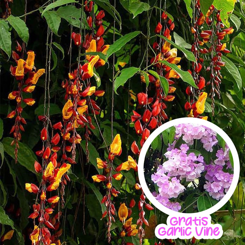 Tanaman Flame Irian Coklat