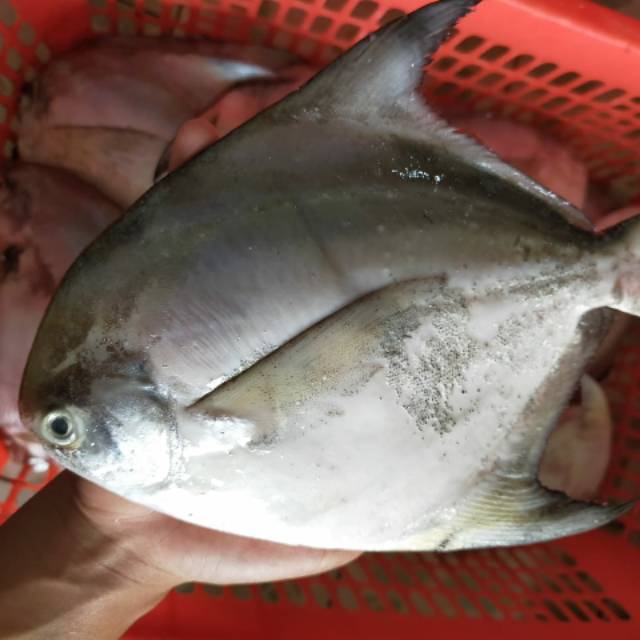 

IKAN BAWAL PUTIH 200-300 GRAM