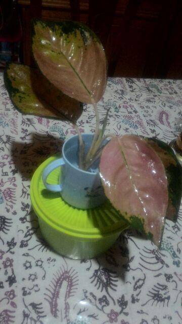 Bibit Bunga Aglonema Sultan Brunei