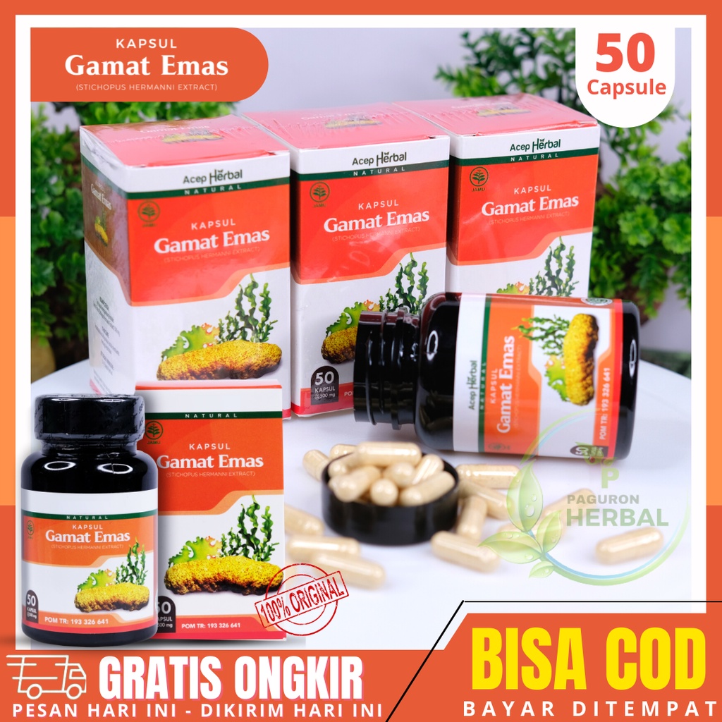 Kapsul Gamat Emas 100% Original Ekstrak Teripang Emas Pilihan Halal dan BPOM {BISA COD}