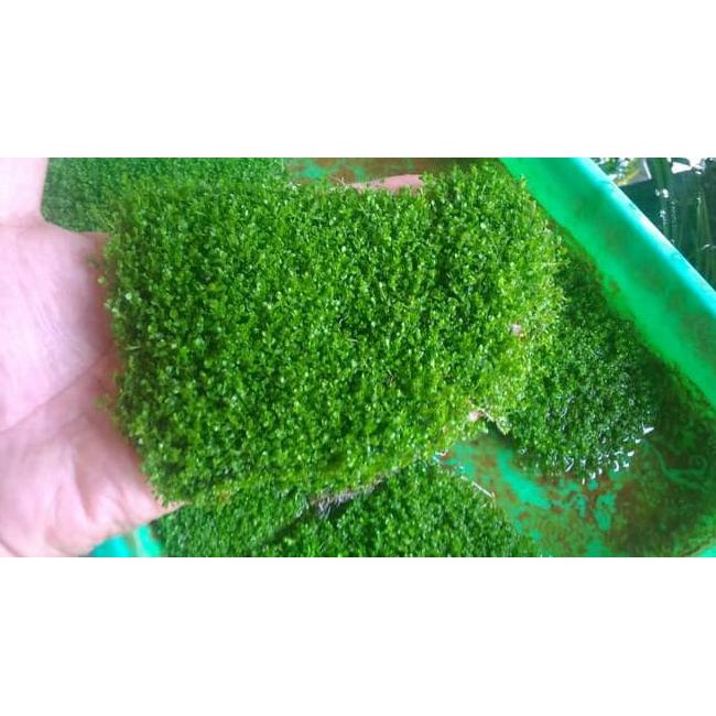 Diskon Tanaman Aquascape Hemianthus Callitrichoides Cuba