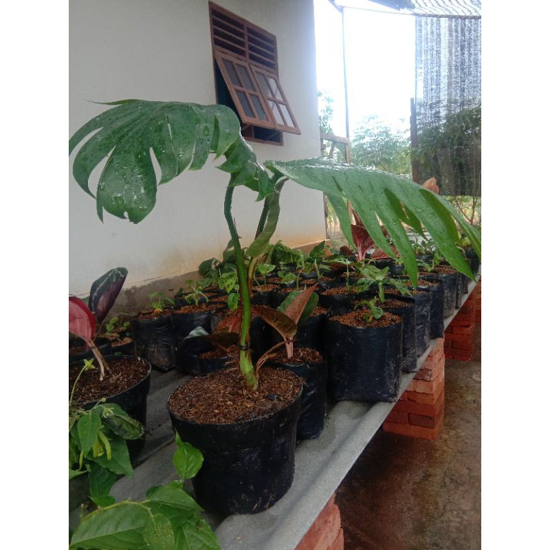 Tanaman Hias Monstera Ekor Naga Shopee Indonesia